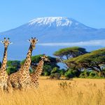 The Beginner's Guide to Climbing Mount Kilimanjaro