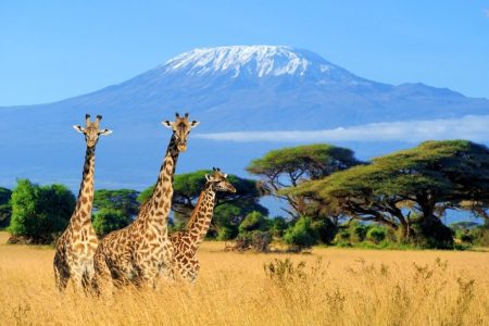 The Beginner's Guide to Climbing Mount Kilimanjaro