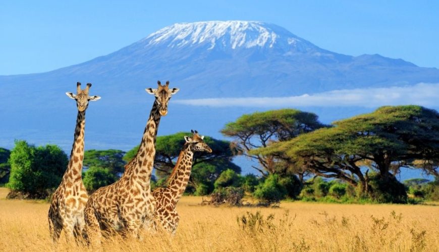The Beginner's Guide to Climbing Mount Kilimanjaro