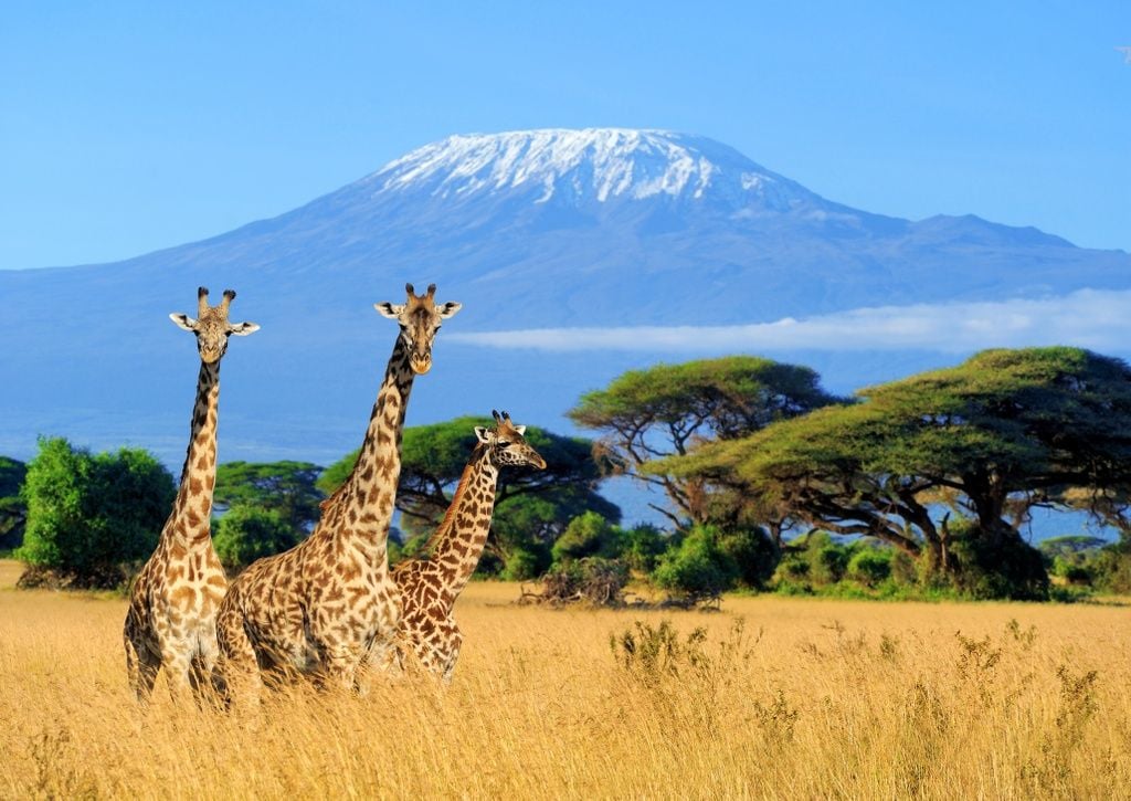 The Beginner's Guide to Climbing Mount Kilimanjaro