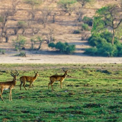 Ruaha National Park