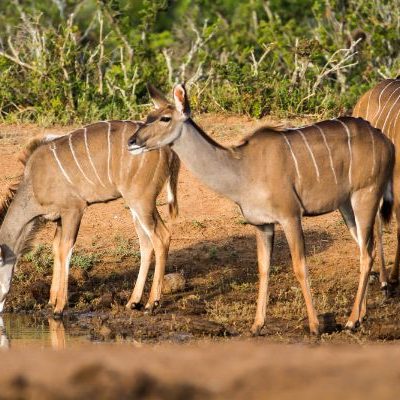 Selous Game Reserve