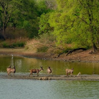 Lake Manyara National Park