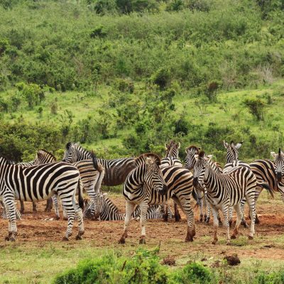 Ngorongoro Crater