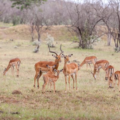 Tarangire National Park