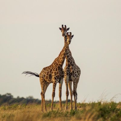 Serengeti National Park