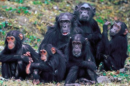 Gombe Stream National Park: Chimpanzee Haven in Tanzania