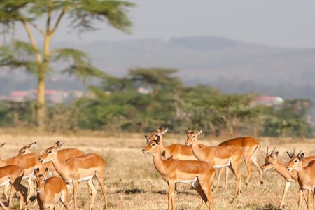 Serengeti National Park | Location, Facts, & Animals