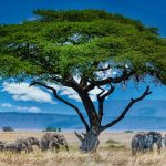 Wildlife Safari in Tanzania