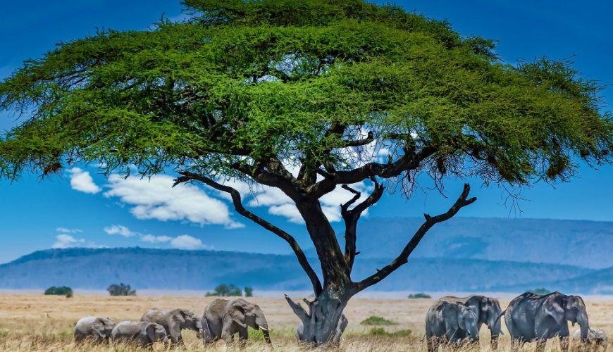 Wildlife Safari in Tanzania