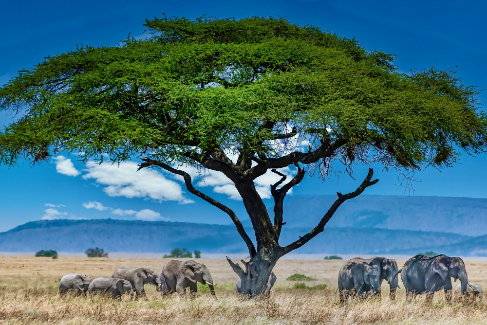 Wildlife Safari in Tanzania