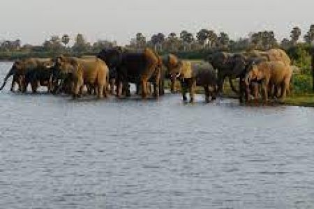 Julius Nyerere National Park: A Gateway to Tanzanian Safari Splendor