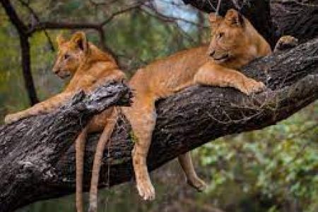 Lake Manyara National Park: A Tapestry of Flamingos and Tree-Climbing Lions
