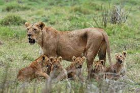 Mikumi National Park: The Wildlife Jewel of Tanzania's South