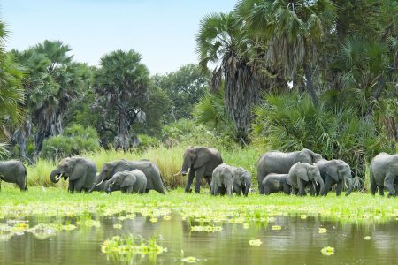 Selous Game Reserve: Tanzania's Untamed Wilderness